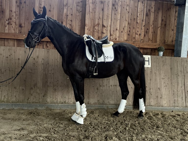 Hanoverian Mare 3 years 16,2 hh Black in Neustadt am Rübenberge