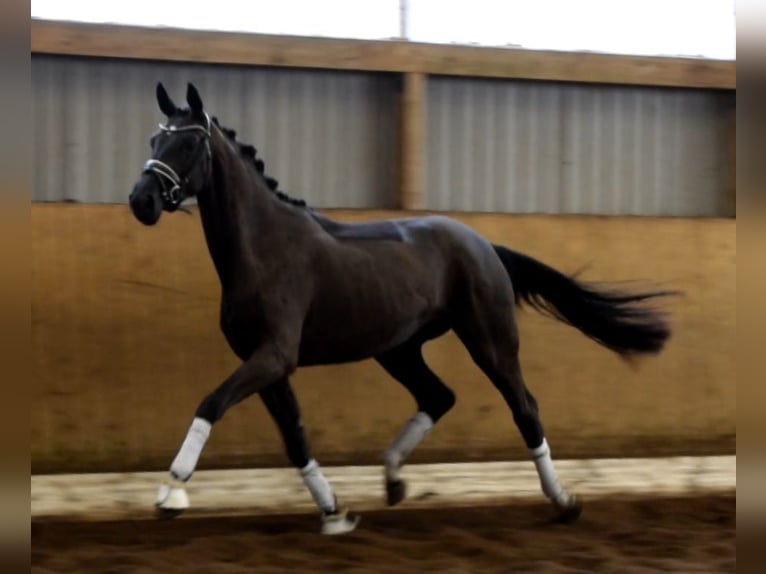 Hanoverian Mare 3 years 16,2 hh Black in Fredenbeck