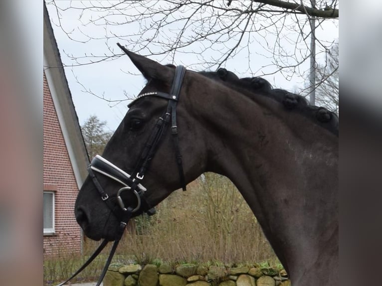 Hanoverian Mare 3 years 16,2 hh Black in Fredenbeck