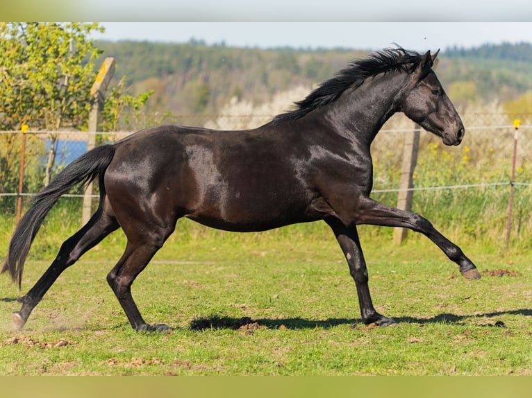 Hanoverian Mare 3 years 16.2 hh Black in Niendorf