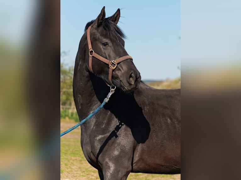 Hanoverian Mare 3 years 16.2 hh Black in Niendorf