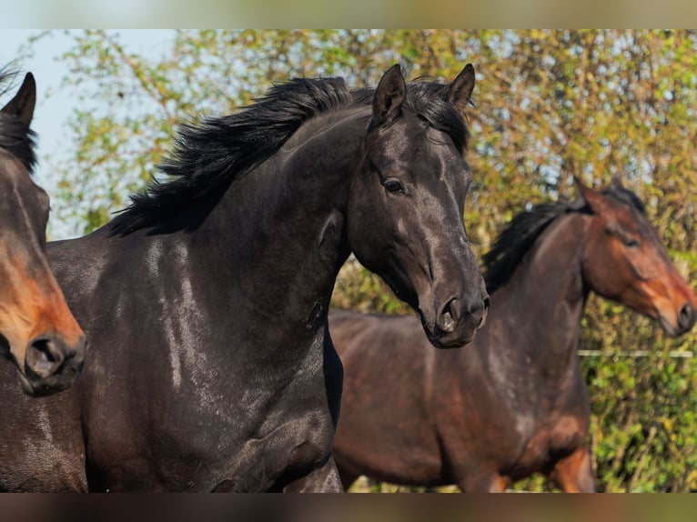 Hanoverian Mare 3 years 16.2 hh Black in Niendorf