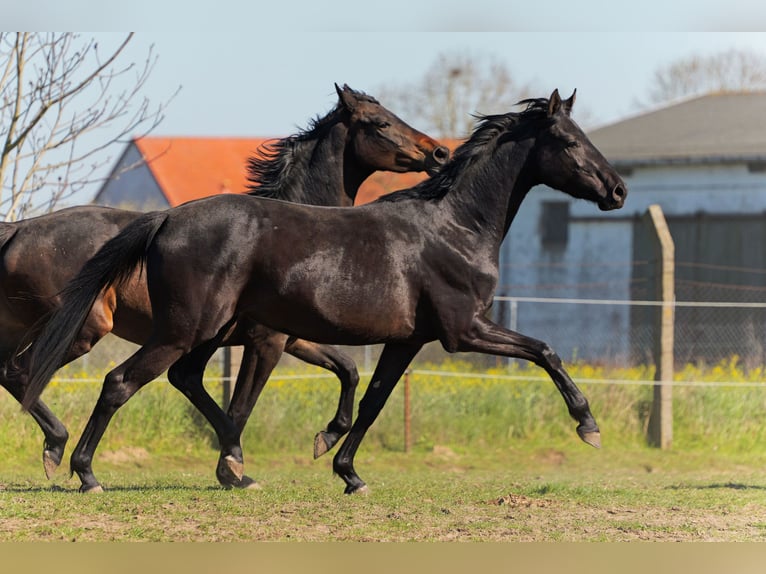 Hanoverian Mare 3 years 16.2 hh Black in Niendorf