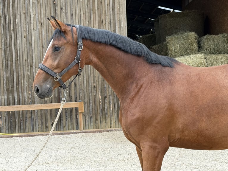 Hanoverian Mare 3 years 16.2 hh Brown in Weilheim an der Teck