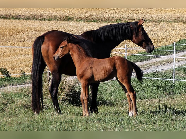 Hanoverian Mare 3 years 16,2 hh Brown in Neu-Eichenberg