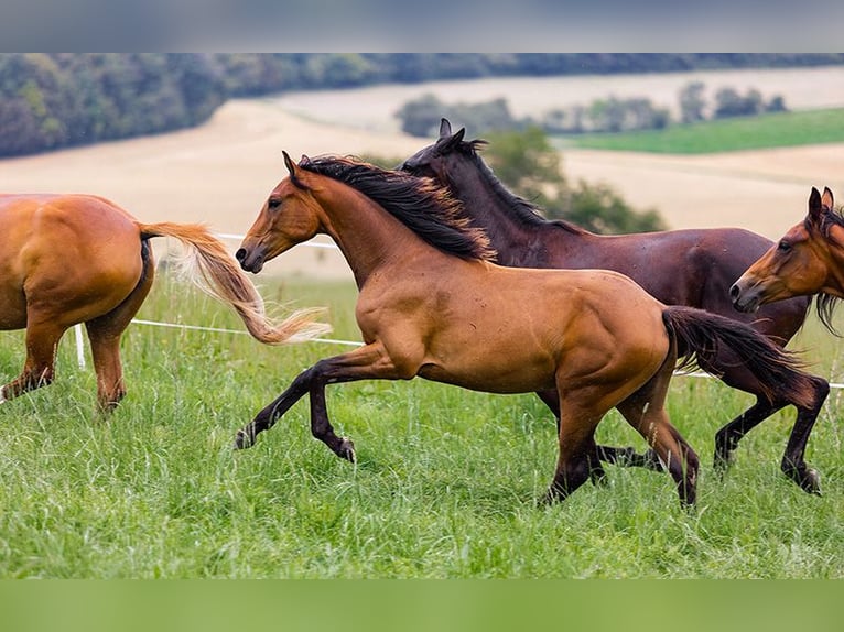 Hanoverian Mare 3 years 16,2 hh Brown in Neu-Eichenberg