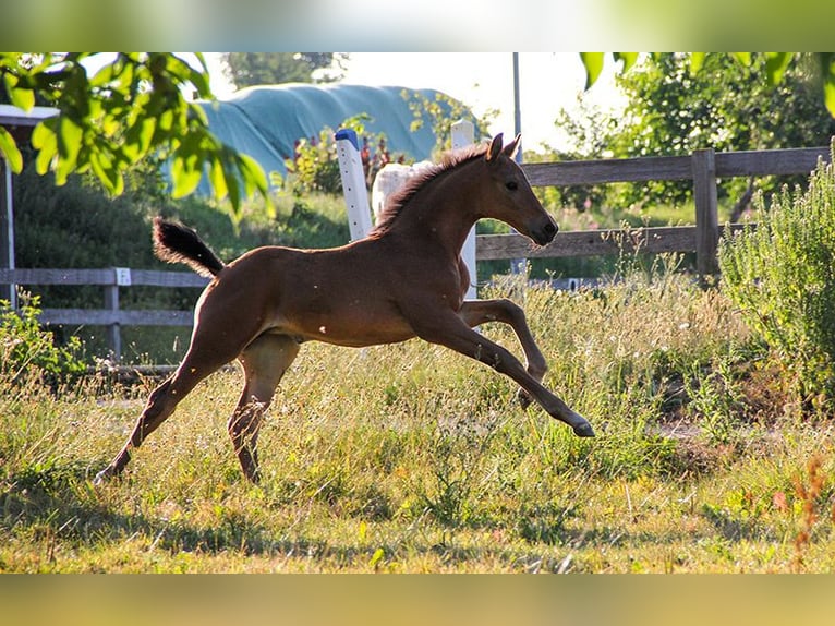 Hanoverian Mare 3 years 16,2 hh Brown in Neu-Eichenberg