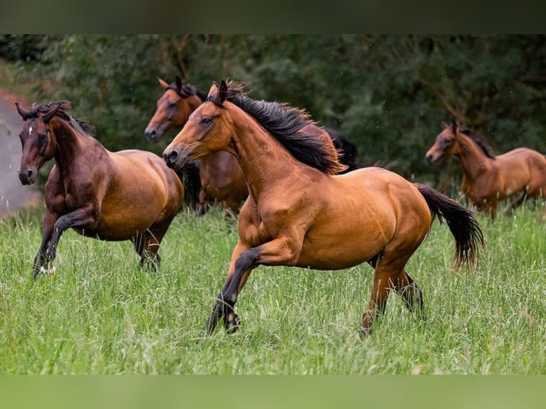 Hanoverian Mare 3 years 16,2 hh Brown in Neu-Eichenberg