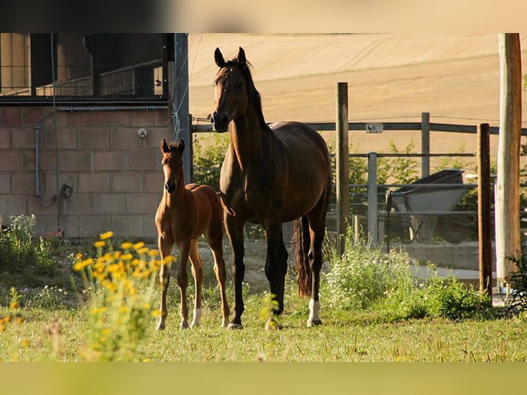 Hanoverian Mare 3 years 16,2 hh Brown in Neu-Eichenberg