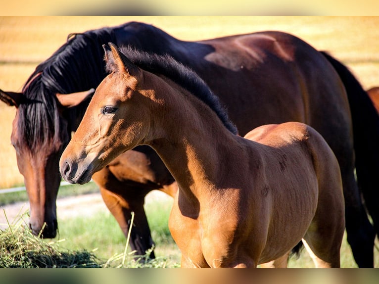 Hanoverian Mare 3 years 16,2 hh Brown in Neu-Eichenberg