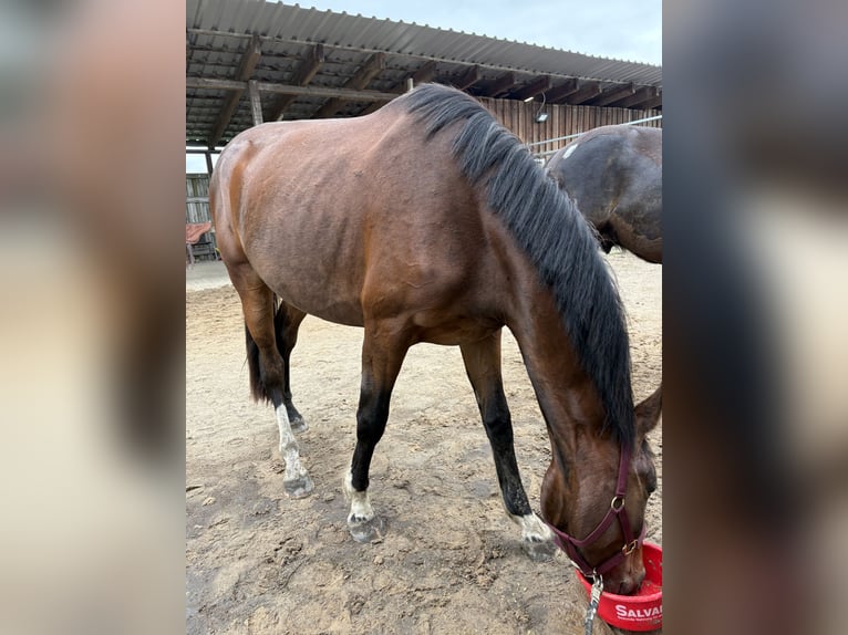 Hanoverian Mare 3 years 16.2 hh Brown in Oberkrämer