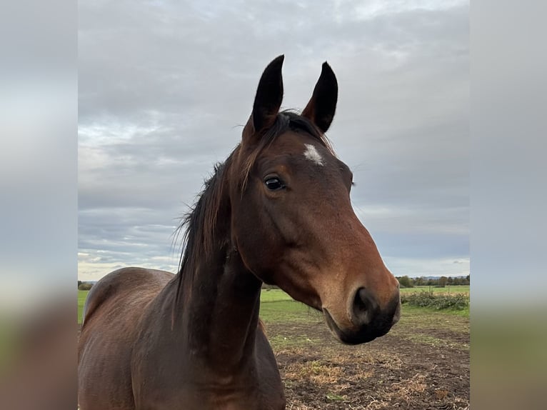 Hanoverian Mare 3 years 16.2 hh Brown in Babenhausen