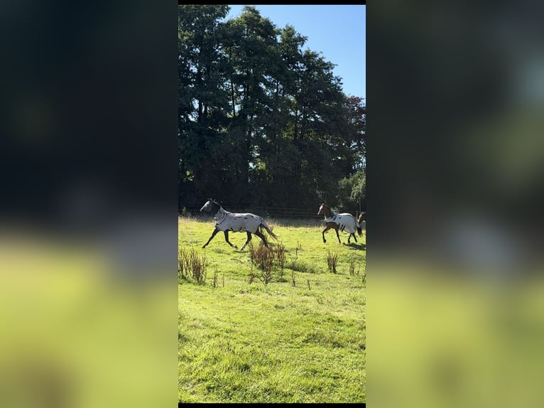 Hanoverian Mare 3 years 16,2 hh Can be white in Jever