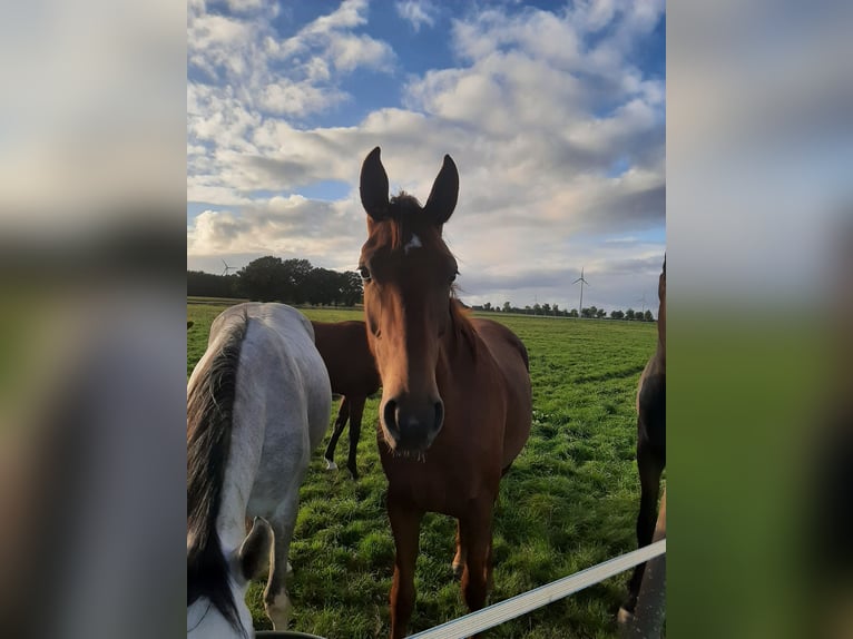 Hanoverian Mare 3 years 16,2 hh Chestnut in Mellinghausen