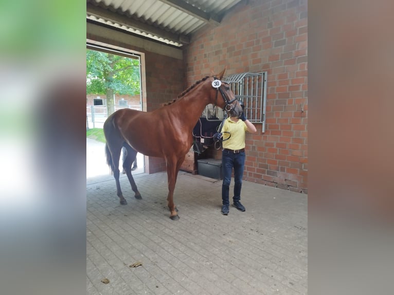 Hanoverian Mare 3 years 16,2 hh Chestnut in Mellinghausen