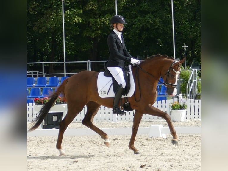Hanoverian Mare 3 years 16,2 hh Chestnut in Greifenstein