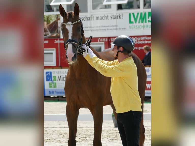 Hanoverian Mare 3 years 16,2 hh Chestnut in Greifenstein
