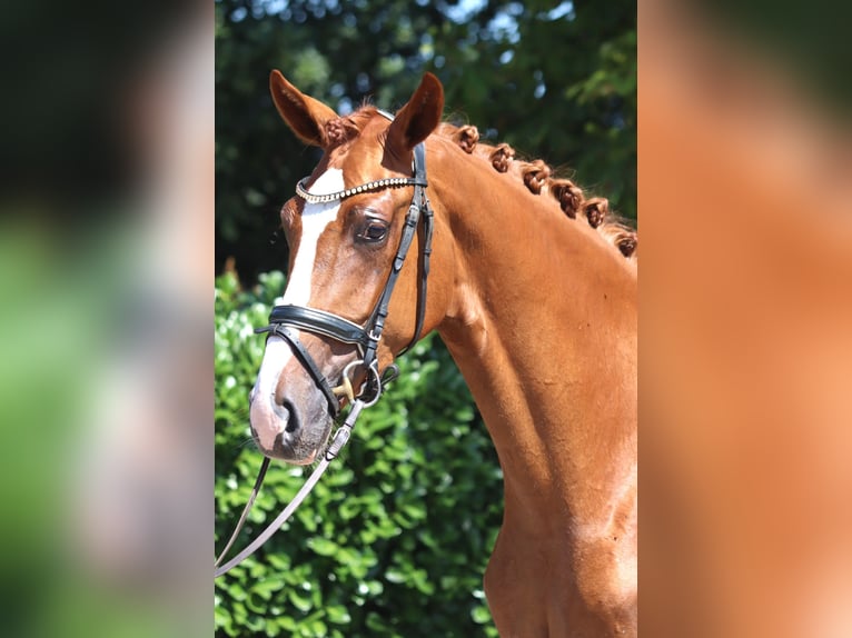 Hanoverian Mare 3 years 16.2 hh Chestnut-Red in Selsingen
