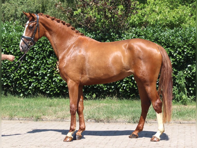 Hanoverian Mare 3 years 16.2 hh Chestnut-Red in Selsingen