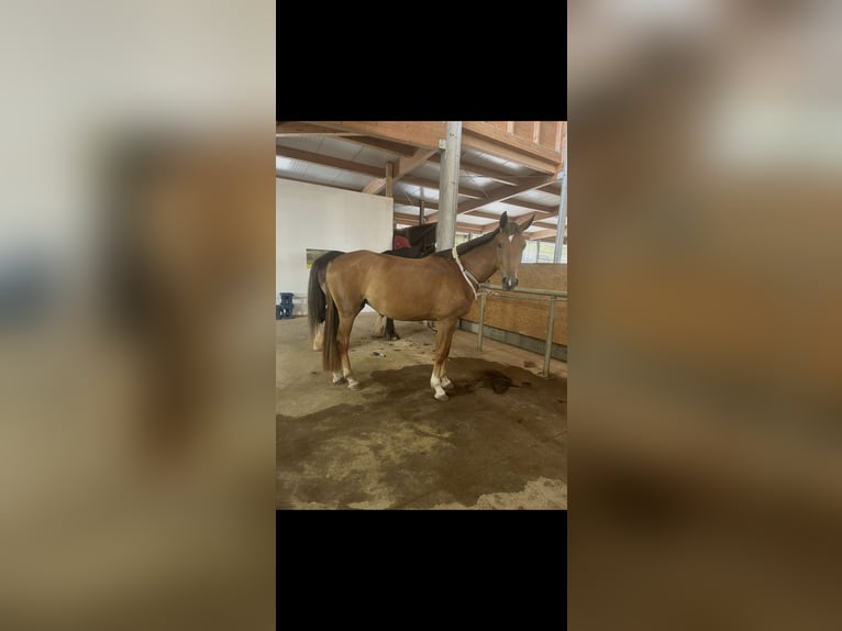 Hanoverian Mare 3 years 16.2 hh Chestnut-Red in Bad Neustadt an der Saale