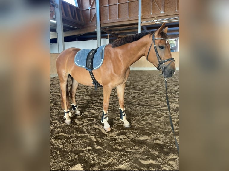 Hanoverian Mare 3 years 16.2 hh Chestnut-Red in Bad Neustadt an der Saale