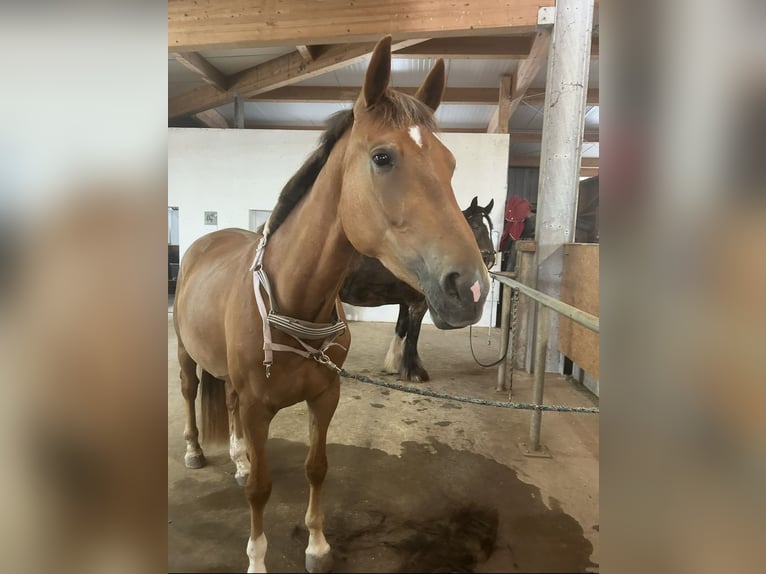 Hanoverian Mare 3 years 16.2 hh Chestnut-Red in Bad Neustadt an der Saale