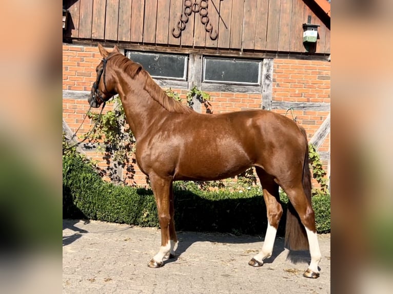 Hanoverian Mare 3 years 16,2 hh Chestnut-Red in Schwarmstedt