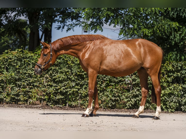 Hanoverian Mare 3 years 16.2 hh Chestnut-Red in Stahnsdorf
