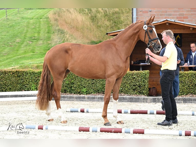 Hanoverian Mare 3 years 16,2 hh Chestnut-Red in Syke