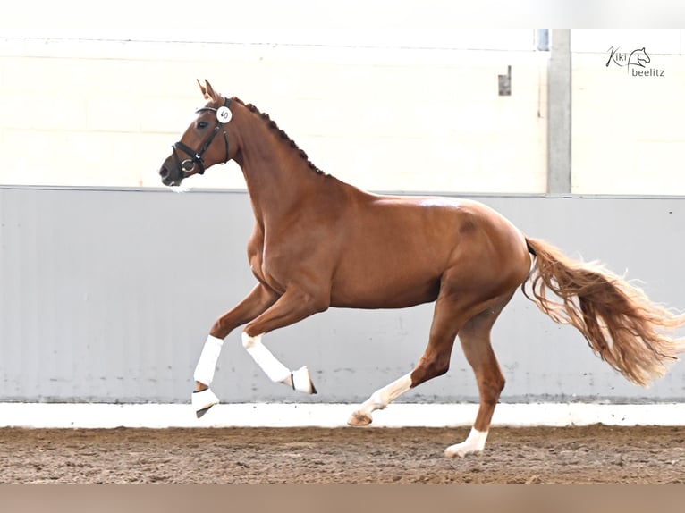 Hanoverian Mare 3 years 16,2 hh Chestnut-Red in Syke