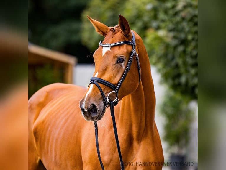 Hanoverian Mare 3 years 16,2 hh Chestnut-Red in Verden