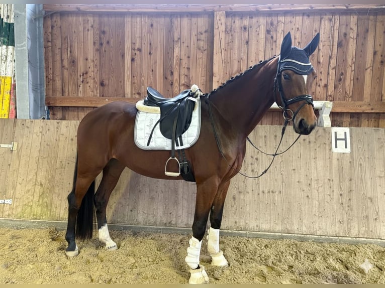 Hanoverian Mare 3 years 16,2 hh in Neustadt am Rübenberge