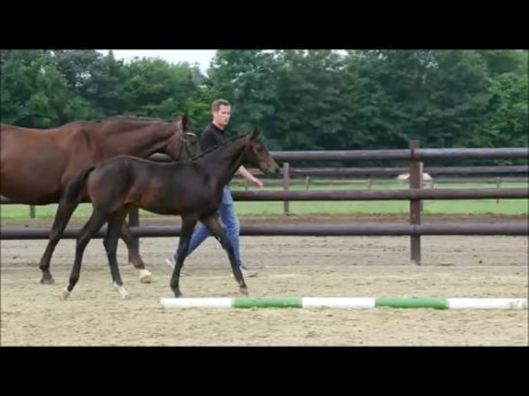 Hanoverian Mare 3 years 16,2 hh Smoky-Black in Moers