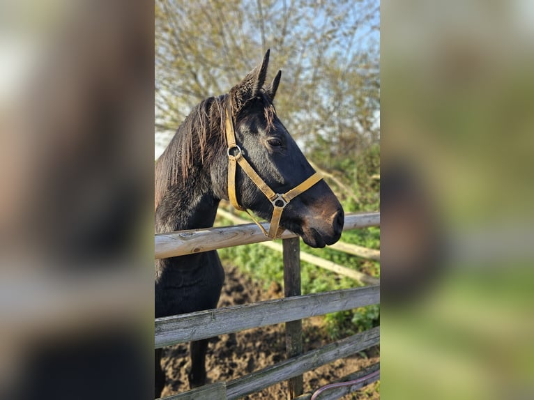 Hanoverian Mare 3 years 16,2 hh Smoky-Black in Moers