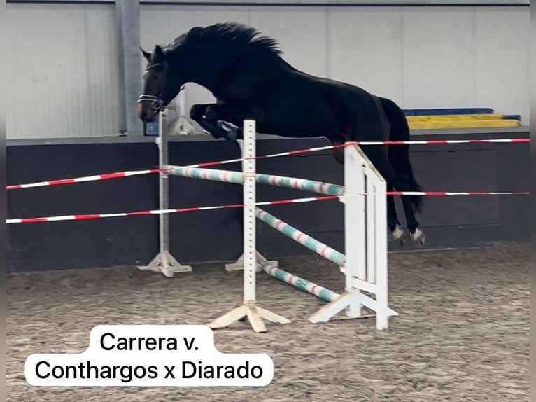 Hanoverian Mare 3 years 16,2 hh Smoky-Black in Moers