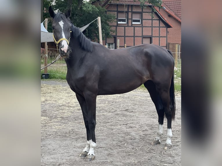 Hanoverian Mare 3 years 16,2 hh Smoky-Black in Burgdorf
