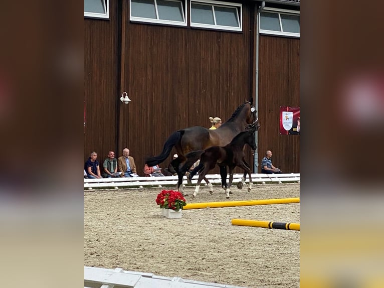 Hanoverian Mare 3 years 16,2 hh Smoky-Black in Burgdorf