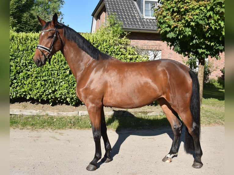 Hanoverian Mare 3 years 16,3 hh Bay-Dark in Suhlendorf