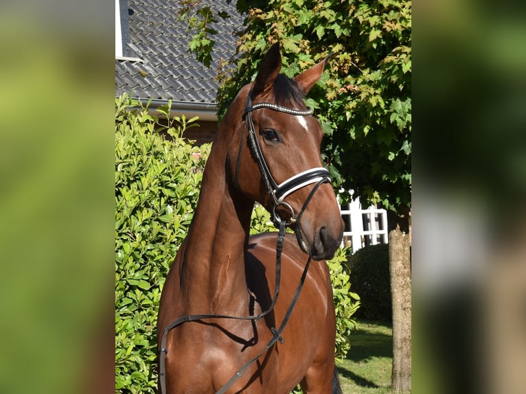Hanoverian Mare 3 years 16,3 hh Bay-Dark in Suhlendorf