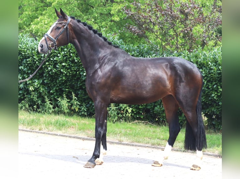 Hanoverian Mare 3 years 16.3 hh Brown in Selsingen