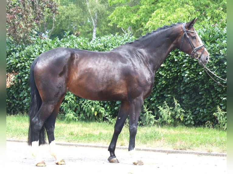Hanoverian Mare 3 years 16.3 hh Brown in Selsingen