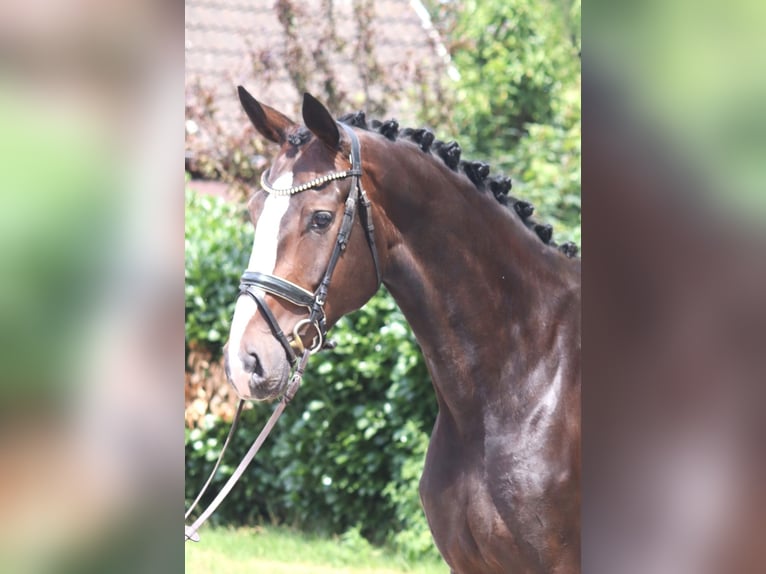Hanoverian Mare 3 years 16.3 hh Brown in Selsingen