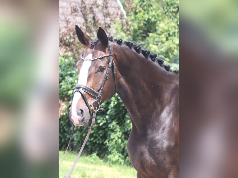 Hanoverian Mare 3 years 16.3 hh Brown in Selsingen