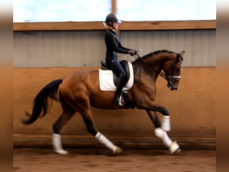 Hanoverian Mare 3 years 16,3 hh Brown in Fredenbeck