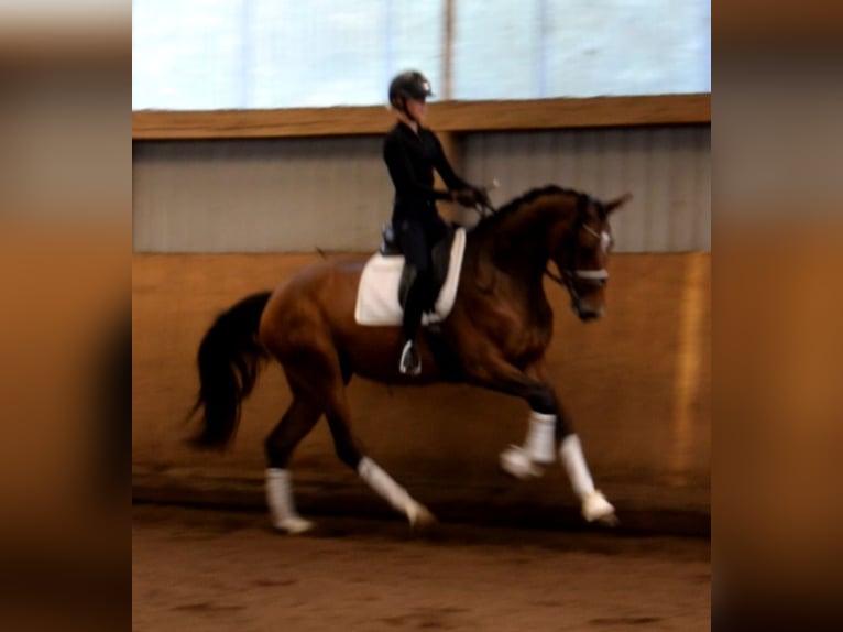 Hanoverian Mare 3 years 16,3 hh Brown in Fredenbeck