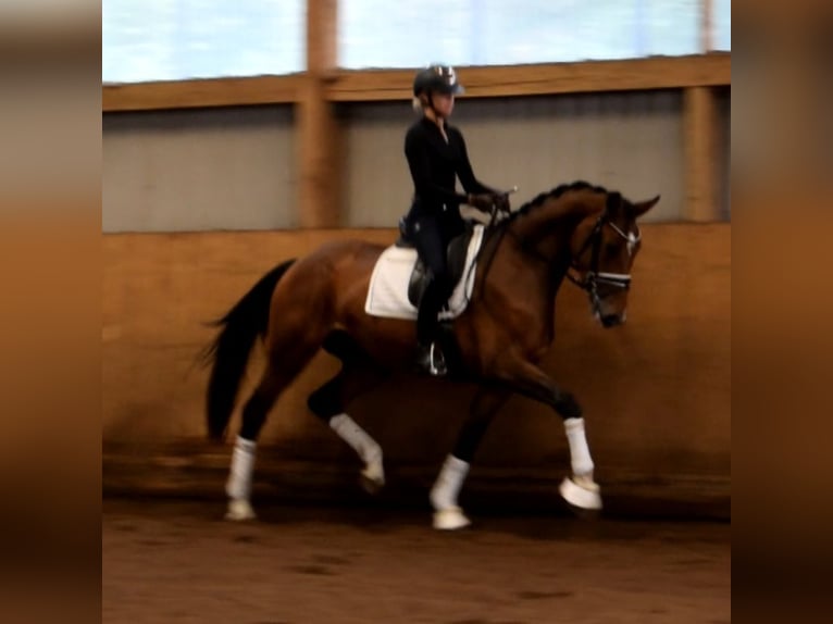 Hanoverian Mare 3 years 16,3 hh Brown in Fredenbeck