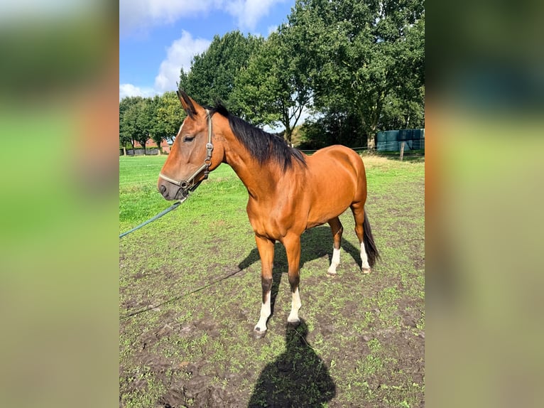 Hanoverian Mare 3 years 16.3 hh Brown in Großheide