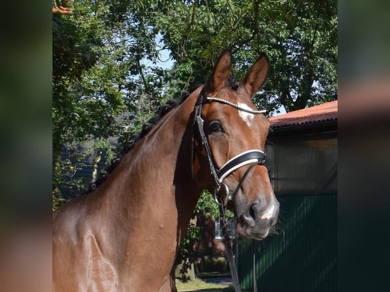 Hanoverian Mare 3 years 16,3 hh Brown in Fredenbeck