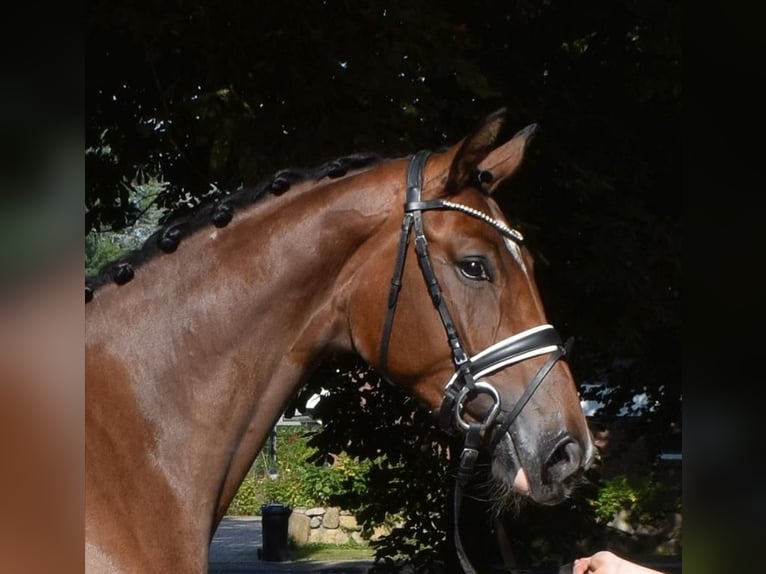 Hanoverian Mare 3 years 16,3 hh Brown in Fredenbeck