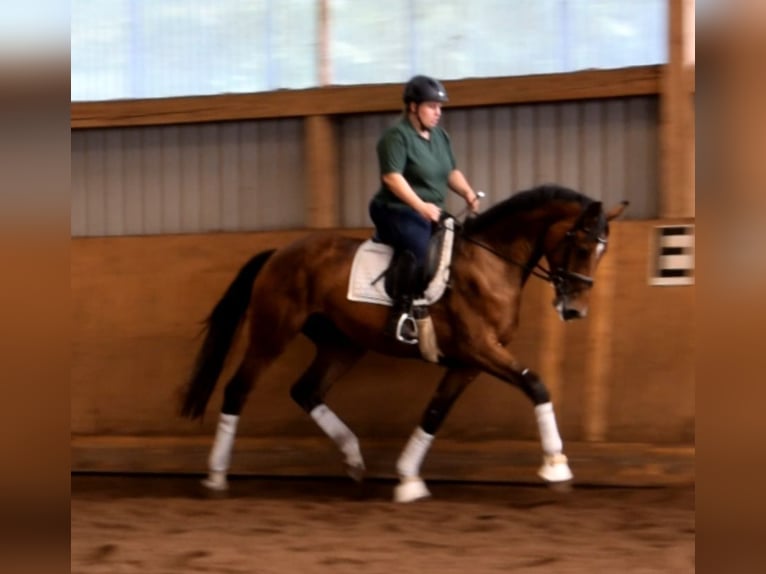 Hanoverian Mare 3 years 16,3 hh Brown in Fredenbeck